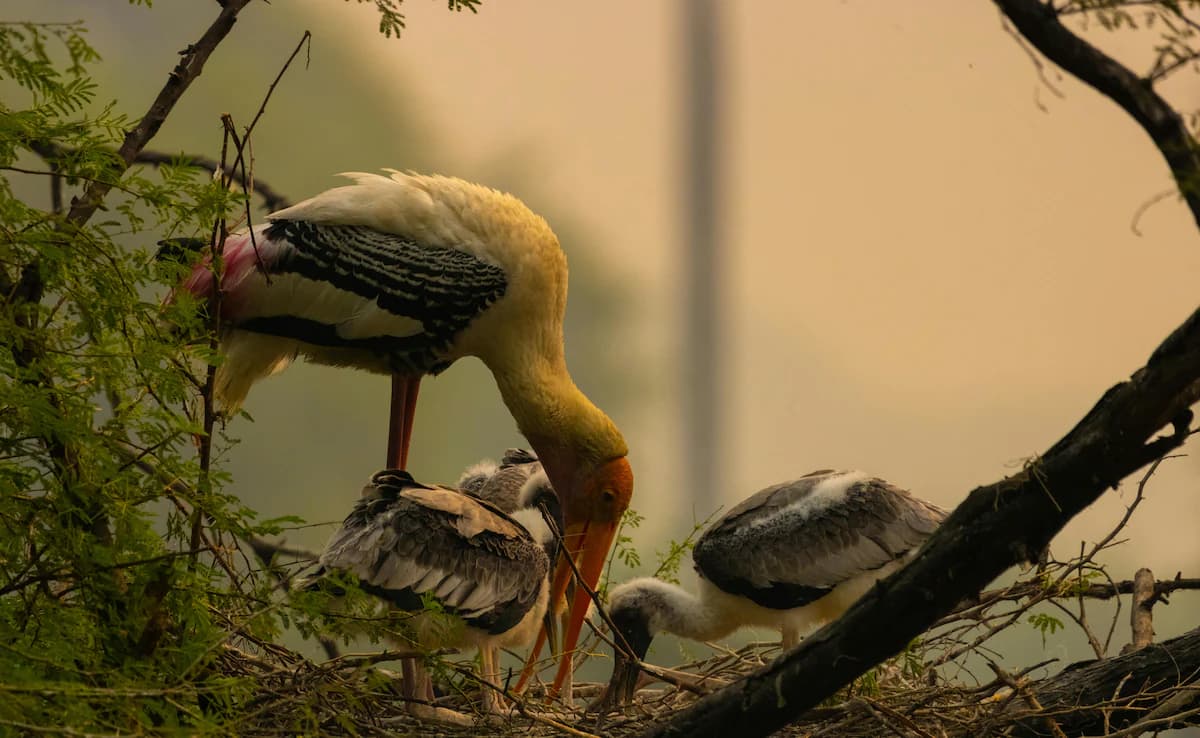 Phase 3: Post-Monsoon Survey